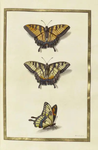 Papillons, plantes fleurs et animaux, peints par Aubriet Pl.31 av Claude Aubriet