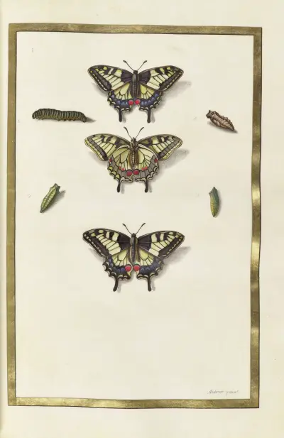 Papillons, plantes fleurs et animaux, peints par Aubriet Pl.32 av Claude Aubriet
