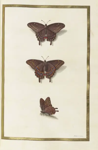 Papillons, plantes fleurs et animaux, peints par Aubriet Pl.33 av Claude Aubriet