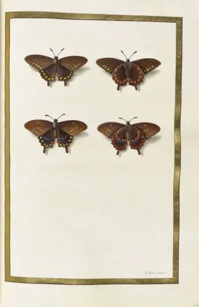Papillons, plantes fleurs et animaux, peints par Aubriet Pl.34 av Claude Aubriet