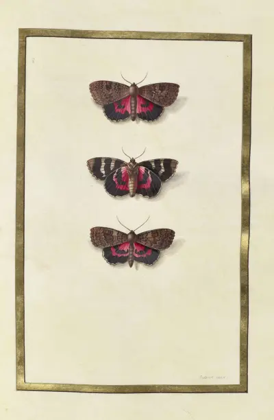 Fjärilar, växter, blommor och djur, målade av Aubriet, pl. 35 av Claude Aubriet