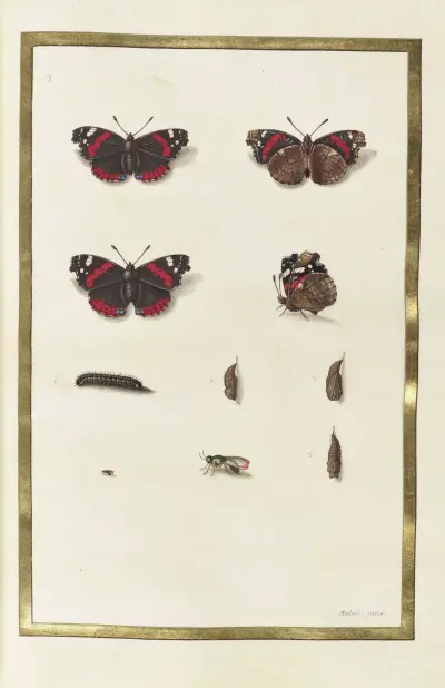 Motyle, rośliny, kwiaty i zwierzęta, namalowane przez Aubrieta, tabl. 36, Claude Aubriet