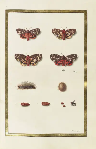 Fjärilar, växter, blommor och djur målade av Aubriet, pl. 37 av Claude Aubriet