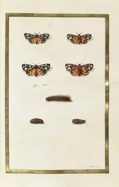 Fjärilar, växter och djur, målade av Aubriet Pl.38 av Claude Aubriet