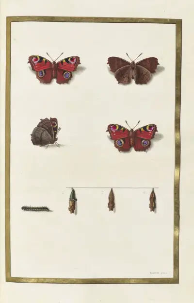 Fjärilar, växter, blommor och djur, målade av Aubriet, pl. 39 av Claude Aubriet