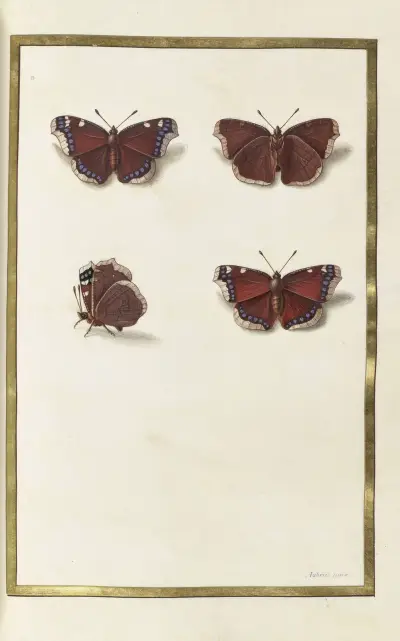 Papillons, plantes fleurs et animaux, peints par Aubriet Pl.41 av Claude Aubriet