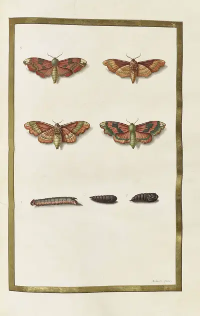 Papillons, plantes fleurs et animaux, peints par Aubriet Pl.44 av Claude Aubriet