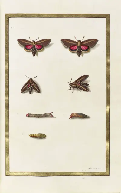 Fjärilar, växter och djur, målade av Aubriet, plansch 46 av Claude Aubriet