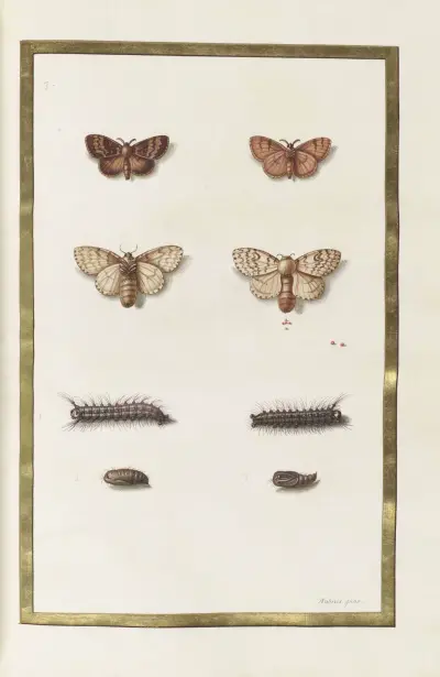 Papillons, plantes fleurs et animaux, peints par Aubriet Pl.47 av Claude Aubriet