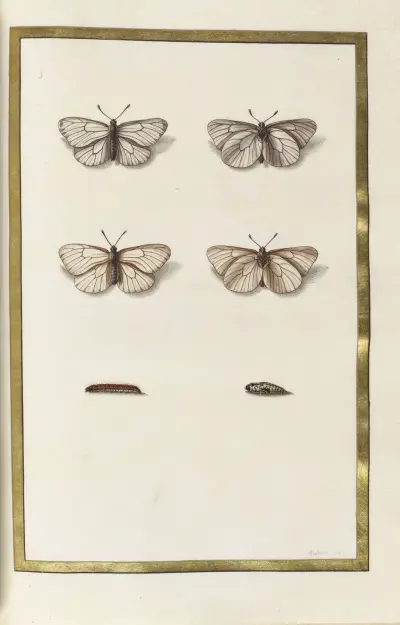 Papillons, plantes fleurs et animaux, peints par Aubriet Pl.48 av Claude Aubriet