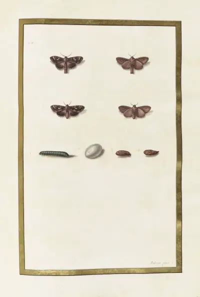 Papillons, plantes fleurs et animaux, peints par Aubriet Pl.49 av Claude Aubriet