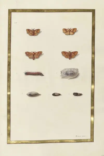 Fjärilar, växter och djur, målade av Aubriet, plansch 50 av Claude Aubriet