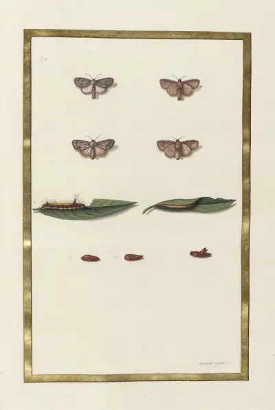 Fjärilar, växter, blommor och djur, målade av Aubriet, plansch 51 av Claude Aubriet