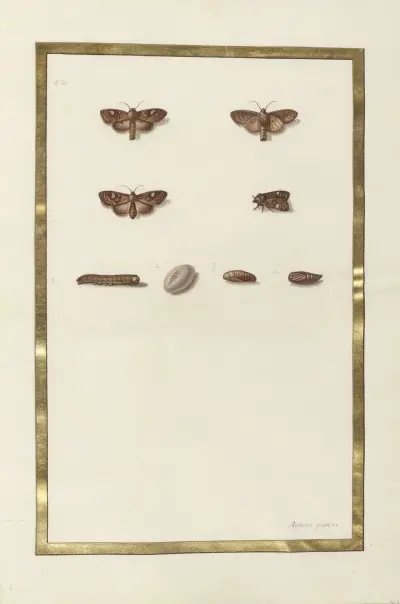 Papillons, plantes fleurs et animaux, peints par Aubriet Pl.52 av Claude Aubriet