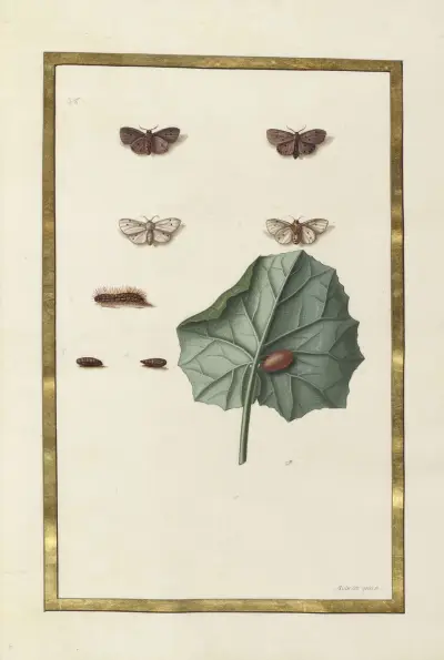 Fjärilar, växter, blommor och djur målade av Aubriet, pl. 53 av Claude Aubriet