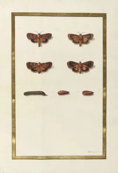 Fjärilar, växter och djur målade av Aubriet, pl. 54 av Claude Aubriet