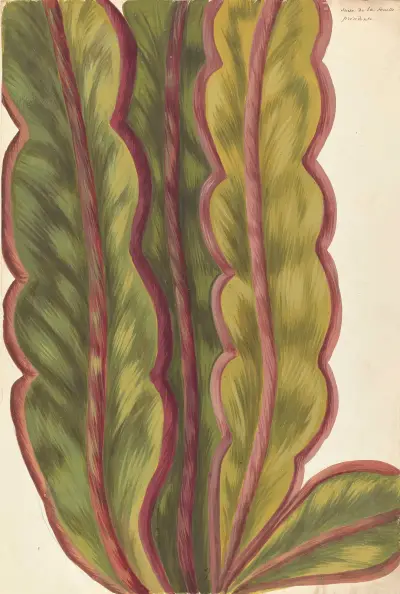 Plantes etrang par Aubriet Pl.002 av Claude Aubriet