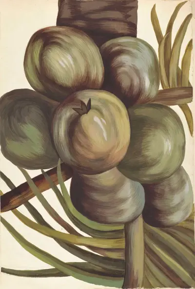 Främmande växt (Plantes etrang), plansch 005 av Claude Aubriet