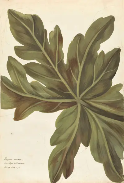 Plantes etrang par Aubriet Pl.006 av Claude Aubriet