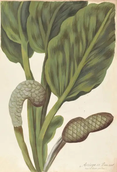 Plantes etrang par Aubriet Pl.012 av Claude Aubriet