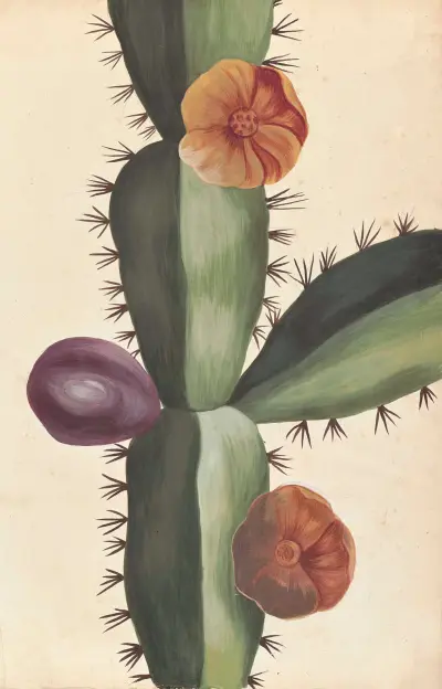 Främmande växter par Aubriet pl. 018 av Claude Aubriet