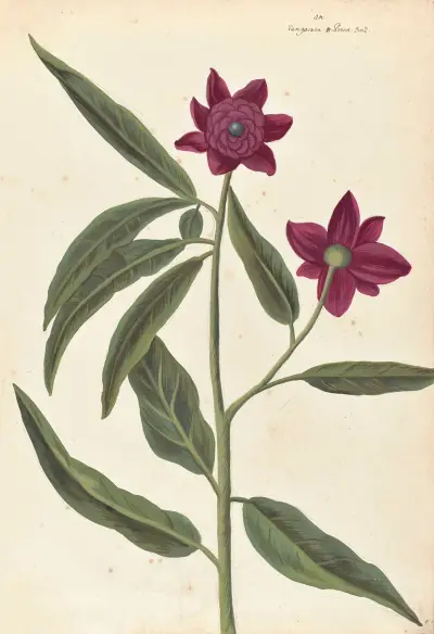 Främmande växter, plansch 022 av Claude Aubriet