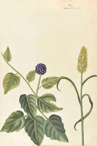 Plantes etrang par Aubriet Pl.023 av Claude Aubriet