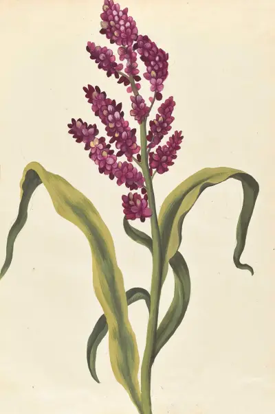 Plantes etrang par Aubriet Pl.026 av Claude Aubriet
