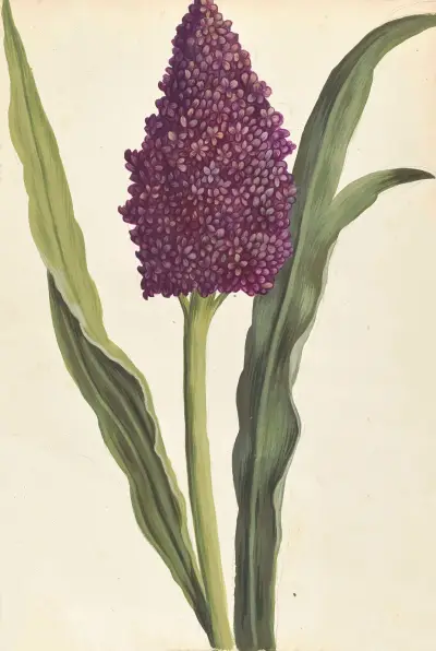 Plantes etrang par Aubriet Pl.027 av Claude Aubriet