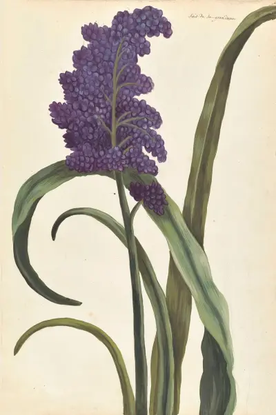 Plantes etrang par Aubriet Pl.028 av Claude Aubriet