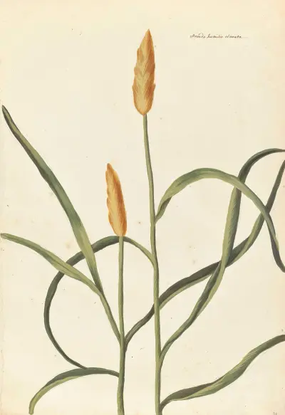 Plantes etrang par Aubriet Pl.033 av Claude Aubriet