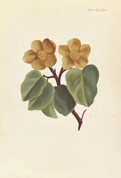 Främmande växt (Plantes étrangères), plansch 035 av Claude Aubriet