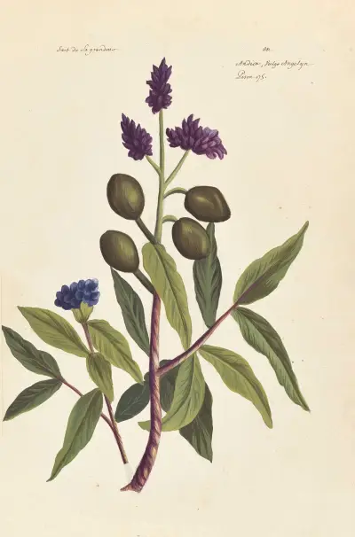Plantes etrang par Aubriet Pl.036 av Claude Aubriet