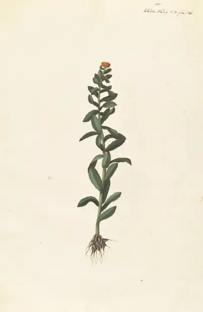 Främmande växter (Plantes etrang), plansch 038 av Claude Aubriet
