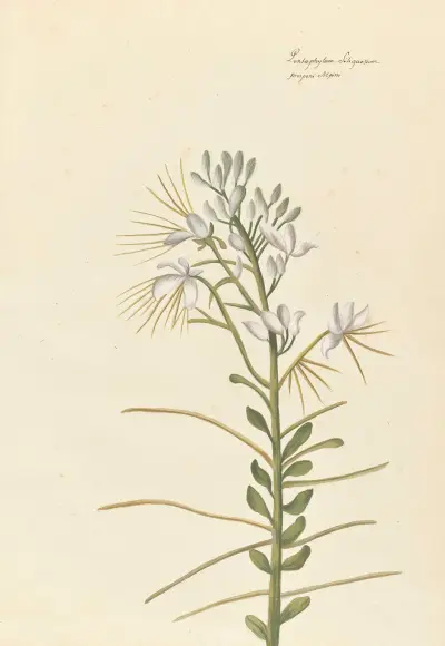 Plantes etrang par Aubriet Pl.039 av Claude Aubriet