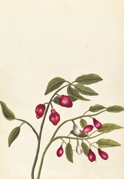 Plantes etrang par Aubriet Pl.044 av Claude Aubriet