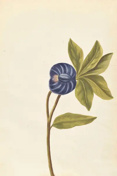 Plantes etrang par Aubriet Pl.046 av Claude Aubriet