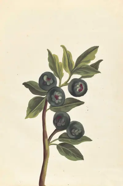 Främmande växter (Plantes etrang) Pl.047 av Claude Aubriet