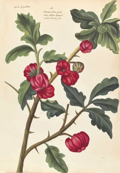Plantes etrang par Aubriet Pl.048 av Claude Aubriet