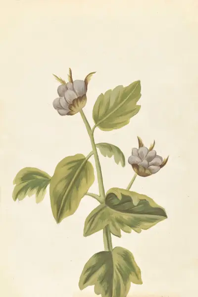 Plantes etrang par Aubriet Pl.049 av Claude Aubriet