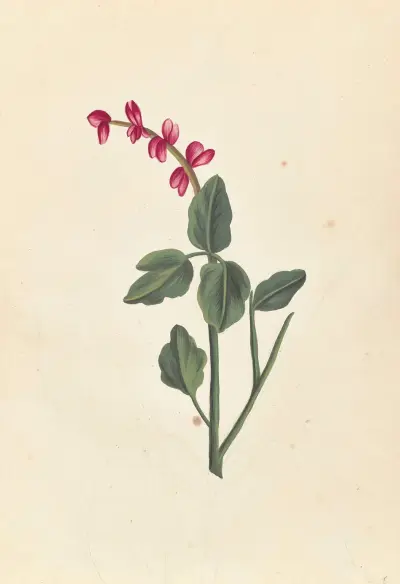 Plantes etrang par Aubriet Pl.053 av Claude Aubriet