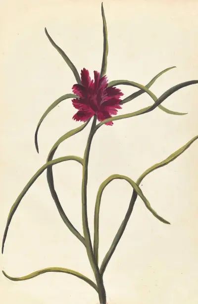 Plantes etrang par Aubriet Pl.054 av Claude Aubriet