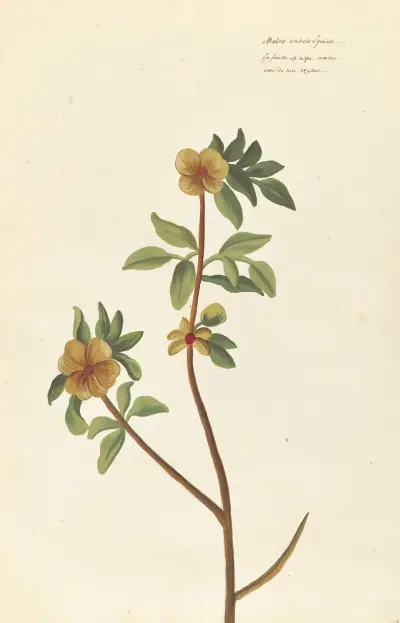 Plantes etrang par Aubriet Pl.056 av Claude Aubriet