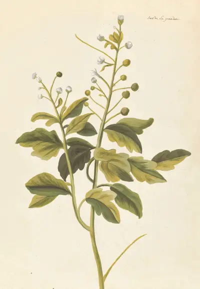 Främmande växt par Aubriet plansch 059 av Claude Aubriet