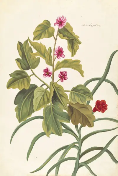 Plantes etrang par Aubriet Pl.061 av Claude Aubriet
