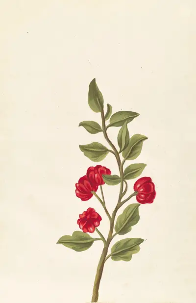 Plantes etrang par Aubriet Pl.063 av Claude Aubriet