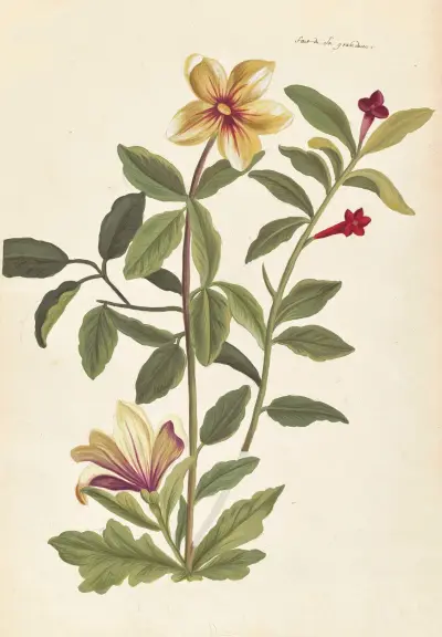 Plantes etrang par Aubriet Pl.064 av Claude Aubriet