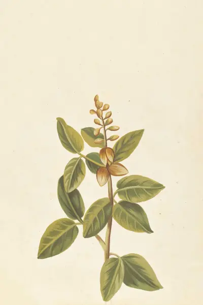 Plantes etrang par Aubriet Pl.065 av Claude Aubriet