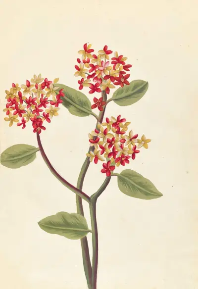 Plantes etrang par Aubriet Pl.066 av Claude Aubriet