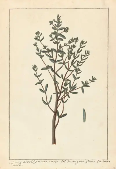 Plantes etrang par Aubriet Pl.068 av Claude Aubriet